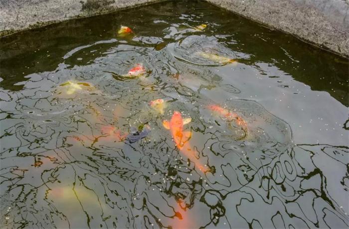 NG电子游戏制胶循环水养鱼池